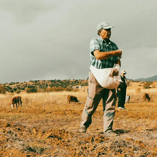 Farmer in yellow field with cows behind him