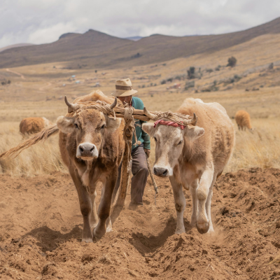 Two cows in a dry landscape with a farmer behind them
