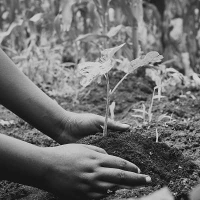 hands touching mound of soil