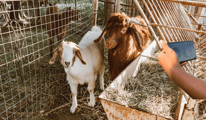 Phone taking photo of two goats.