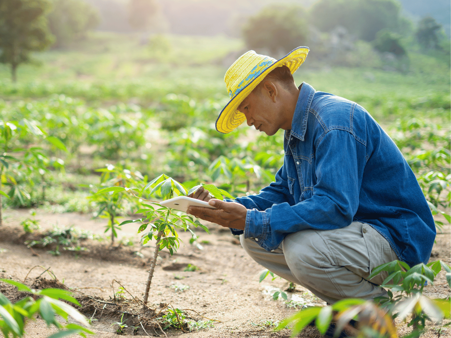 Asian farmer with straw hat holding tablet to plant.