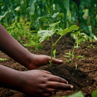 Hands touching soil around a small plant