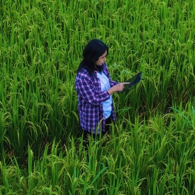 Woman in field looking at tablet